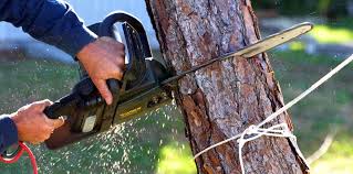Best Fruit Tree Pruning  in Cameron Park, TX