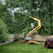 Best Tree Cabling and Bracing  in Cameron Park, TX