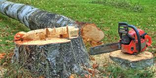 How Our Tree Care Process Works  in  Cameron Park, TX