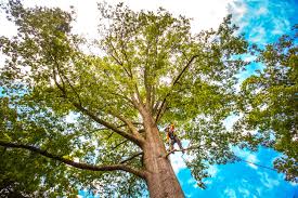 Best Pest Control for Lawns  in Cameron Park, TX