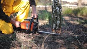 Best Lawn Maintenance Plans  in Cameron Park, TX