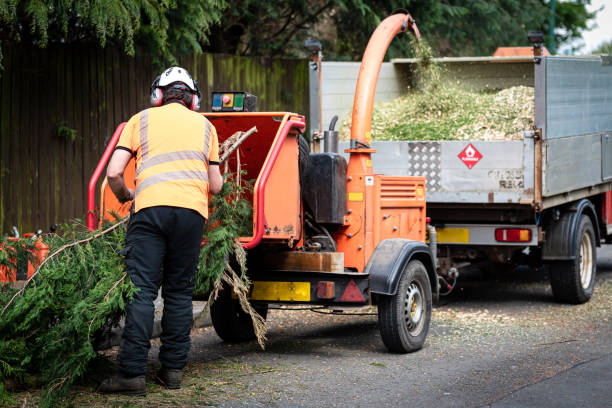 Best Palm Tree Trimming  in Cameron Park, TX