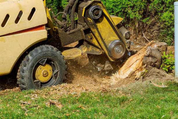 Best Tree Disease Treatment  in Cameron Park, TX