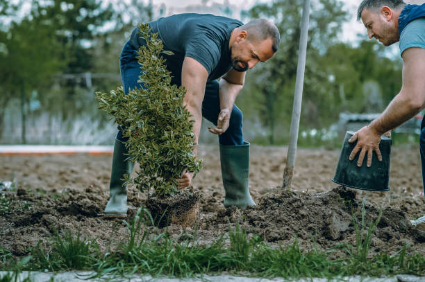 Best Stump Grinding and Removal  in Cameron Park, TX