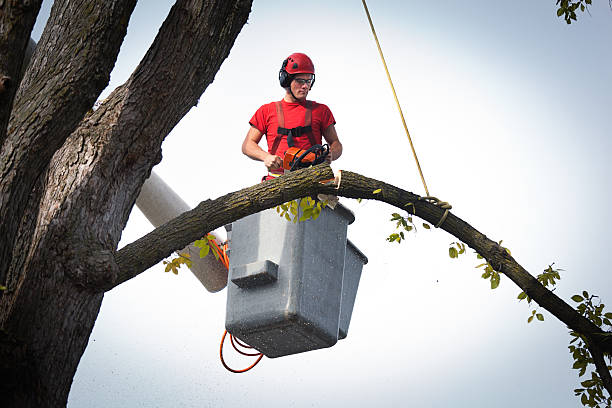 Best Aeration Services  in Cameron Park, TX