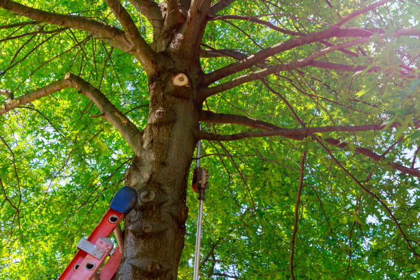  Cameron Park, TX Tree Services Pros